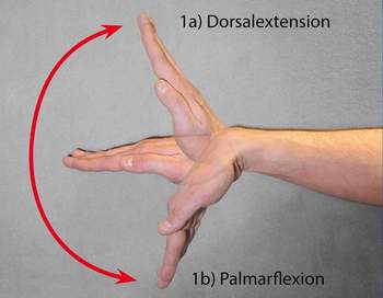 Eine Auf- und Abbewegung des Handgelenks bezeichnet man als Dorsalextension (siehe 1a) und Palmarflexion (siehe 1b). © Maik Rotthaus 