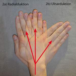 Eine seitliche Bewegung des Handgelenks bezeichnet man als Radialduktion. Die Hand bewegt sich Richtung Daumenseite, also zum Speichenknochen (Radius = Speiche) (siehe 2a). Bei der Ulnarduktion bewegt sich die Hand wiederum Richtung Kleinfingerseite, also hin zum Ellenknochen (Ulnar = Elle) (siehe Nr. 2b). © Maik Rotthaus