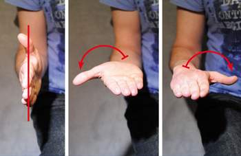 Unterarm: Eine Rotation des Unterarmes, bei der sich der Radius um die Ulnar dreht, bezeichnet man als Supination (siehe Mitte) und Pronation (siehe rechts). © Maik Rotthaus 